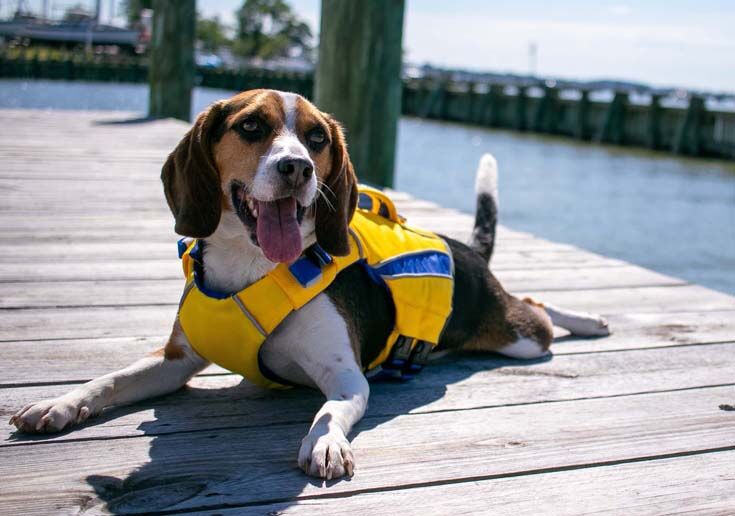 DOG-APPAREL-Baydog.jpg